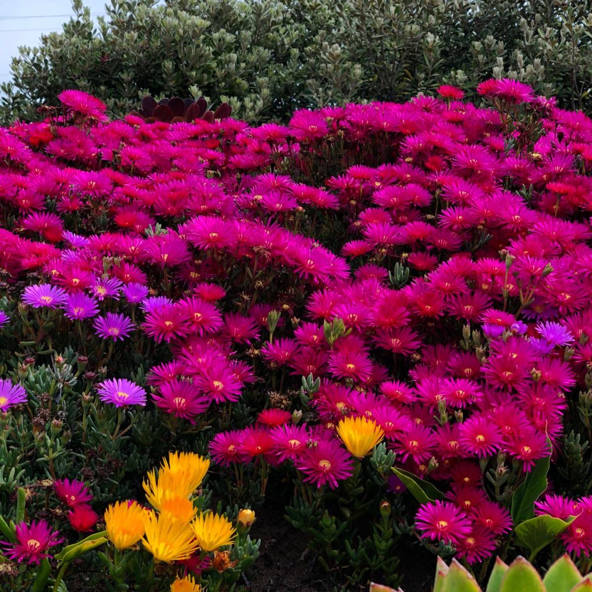 Karappodi Idli - Example1(Only for Testing) restaurant in Portland, WA
